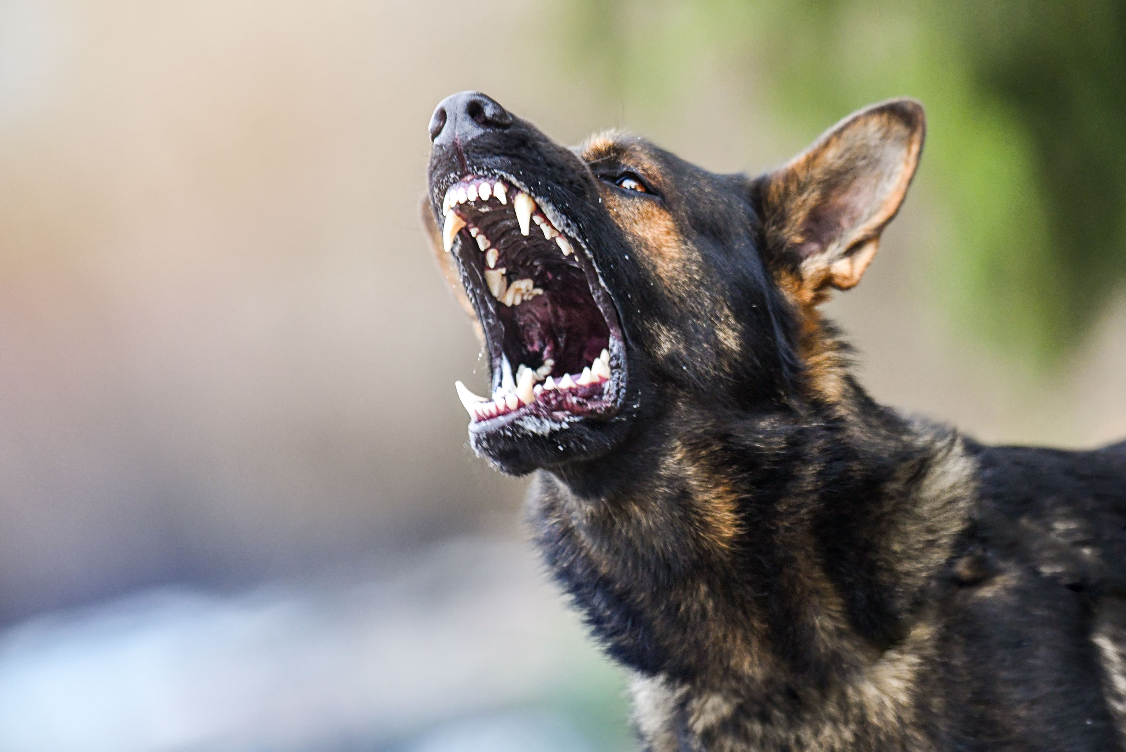 Bitten by a Dog? Understanding Your Legal Rights in Missouri